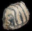 Partial Southern Mammoth Molar - Hungary #45552-2